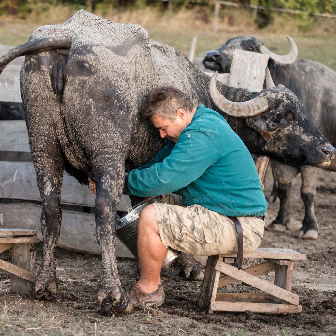 A tavalyi dömpingár miatt nőtt 28 százalékkal a tej ára