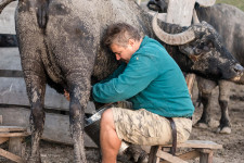 A tavalyi dömpingár miatt nőtt 28 százalékkal a tej ára