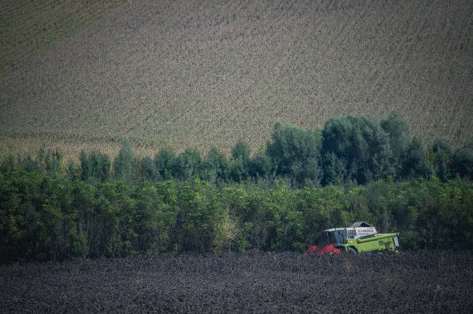 Somberek, 2016. szeptember 10. Kombájnnal aratják a napraforgót a Baranya megyei Somberek határában 2016. szeptember 10-én. MTI Fotó: Sóki Tamás