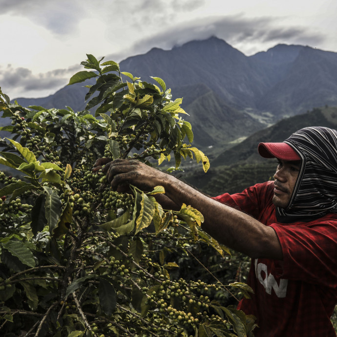 Van, akinek jó a fair trade kávé: a nagy kávéföld-birtokosoknak