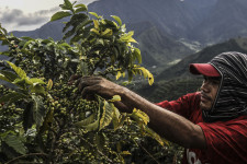 Van, akinek jó a fair trade kávé: a nagy kávéföld-birtokosoknak