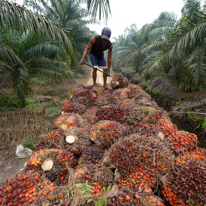 Két nagy multi olyat lépett pálmaolajügyben, ami végre változást hozhat