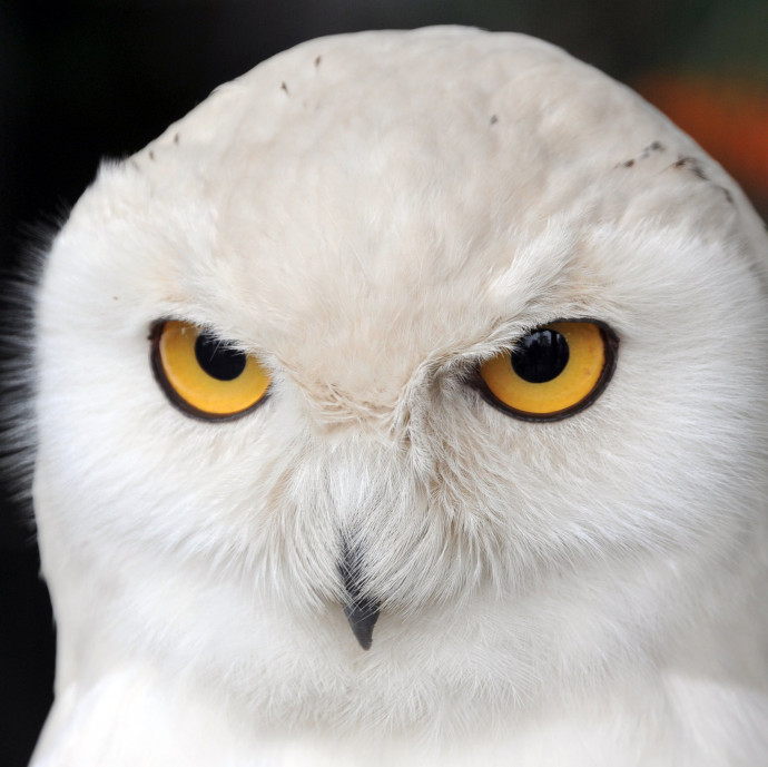 Minden nyolcadik madárfaj eltűnhet, köztük a hóbagoly és a vadgerle is