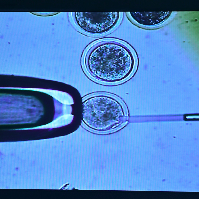 Hiába küzdesz, a leginkább mégiscsak a génjeid számítanak az iskolában