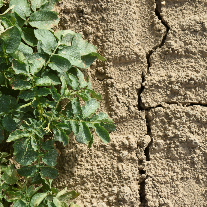 A lisztériafertőzés után a szárazság tizedeli a zöldségfelhozatalt