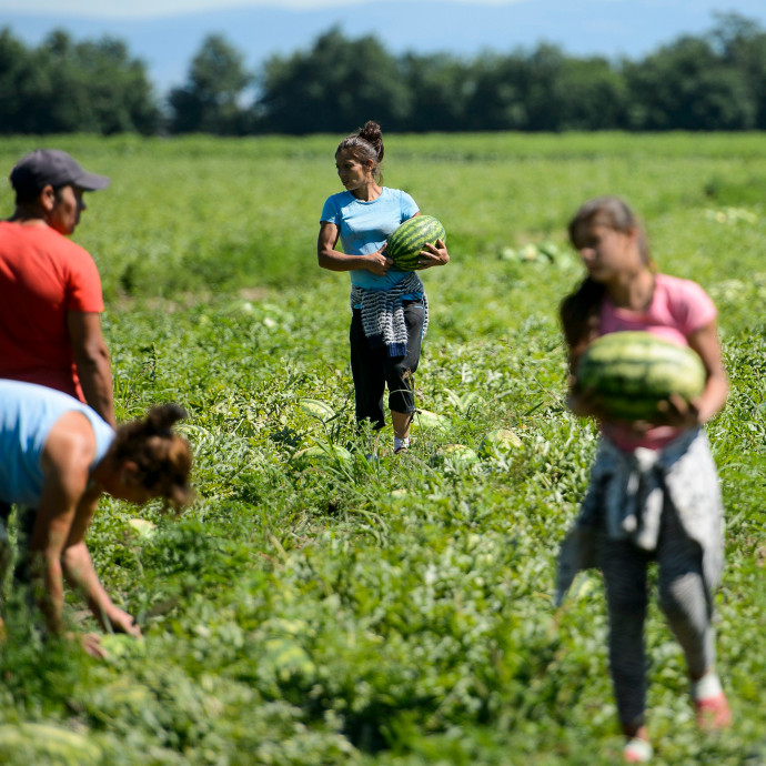 Nem, egyáltalán nem kell reszketnünk a magyar görögdinnye sorsáért