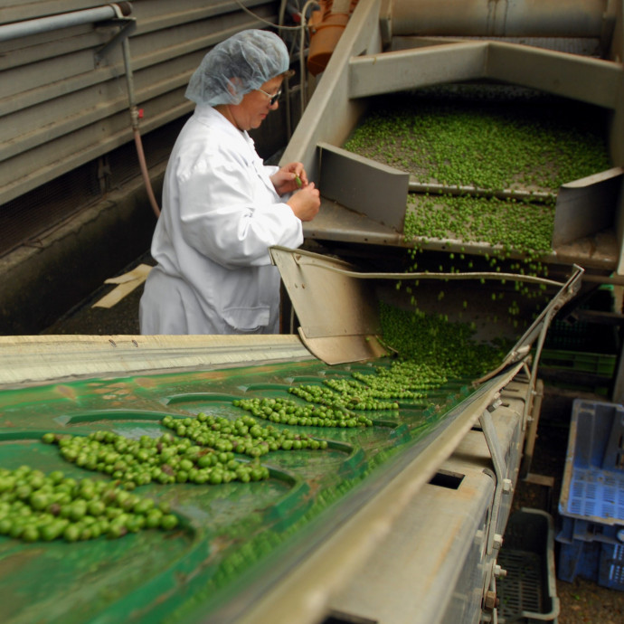 Újra termel a bajai hűtőház, ahonnan a halálos fertőzést hordozó zöldségek származtak