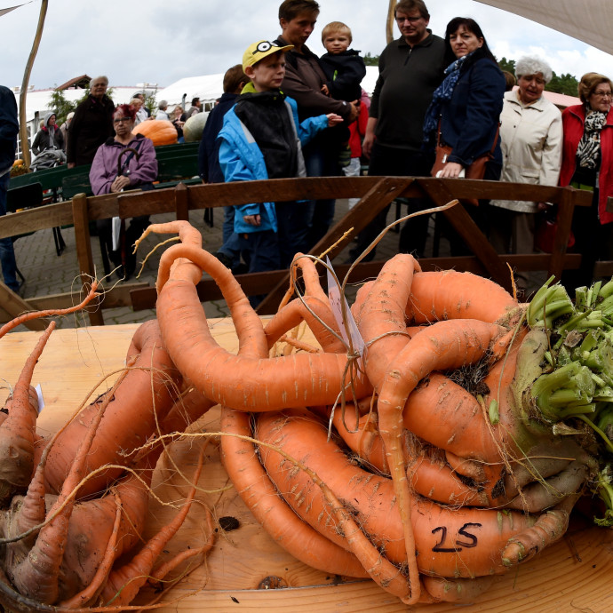 Végre elkezdik árulni a nem szép zöldséget is, ahelyett, hogy kidobnák
