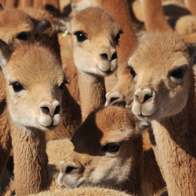 Túl értékes a bundája egy állatfajnak, hogy csak úgy hagyták volna kipusztulni