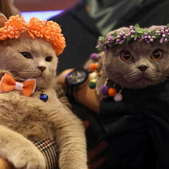 Szereted a háziállatokat? Pénzt is lehet velük keresni