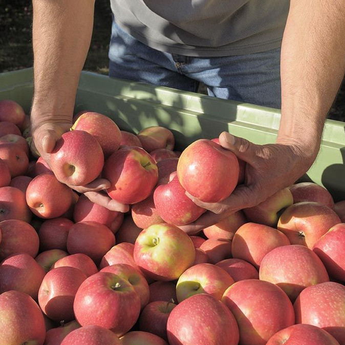 Az almák Ferrarija finom, piros, drága, és hihetetlenül erős marketing van mögötte