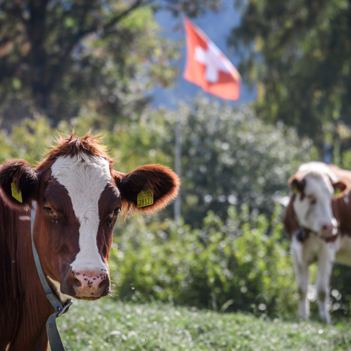 Beinthetnek az EU-nak a tehenek szarváról is szavazó svájciak