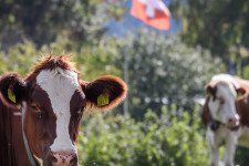 Beinthetnek az EU-nak a tehenek szarváról is szavazó svájciak