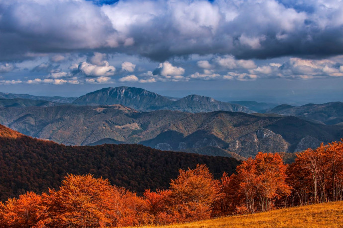 Veszélyben az egyik legkülönlegesebb európai erdő