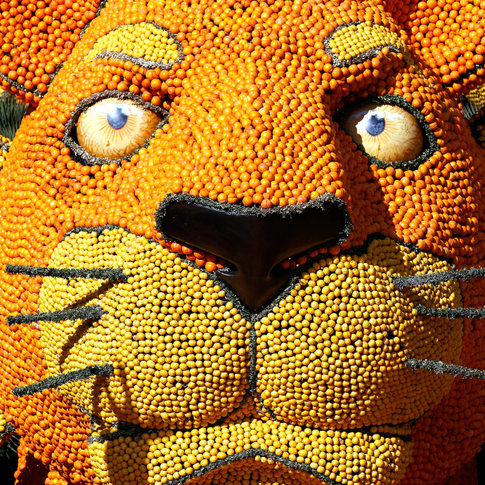 Olcsóbb lehet a narancs, de ebbe belerokkannak a spanyol termelők