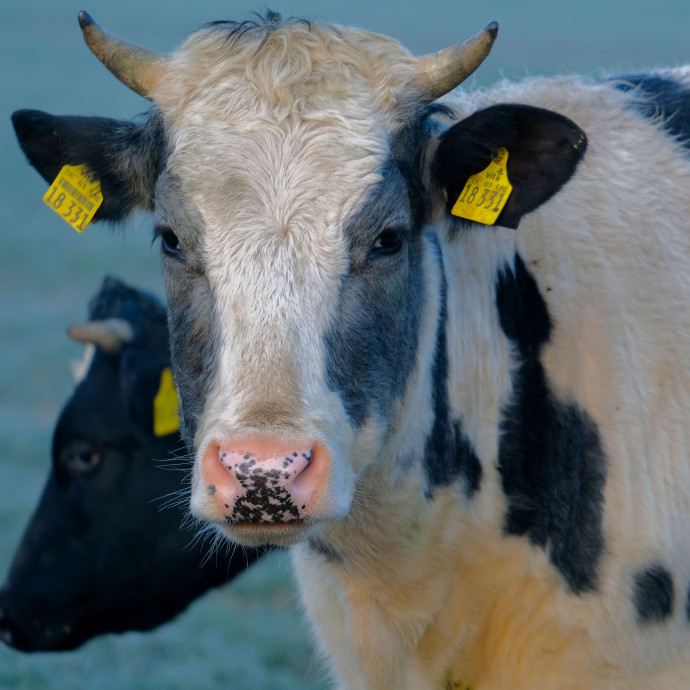 A tej lehet a táplálkozási divat következő áldozata