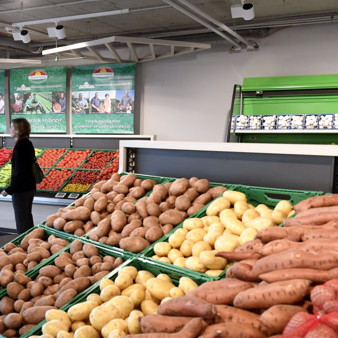 A félelmetes krumplidrágulás csak tünete a magyar krumplitermelés vergődésének
