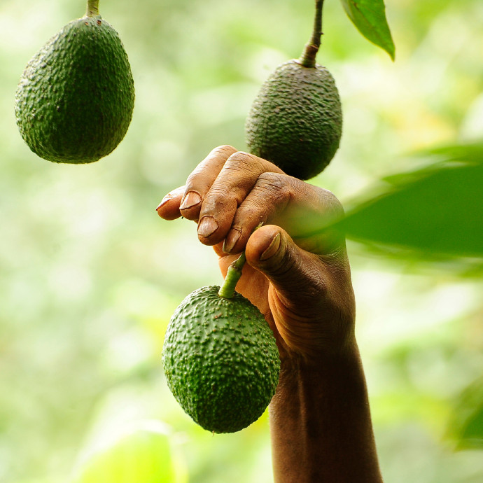 Mindössze kilenc növényen múlik, lesz-e elég élelem az emberiség számára