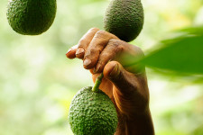 Mindössze kilenc növényen múlik, lesz-e elég élelem az emberiség számára