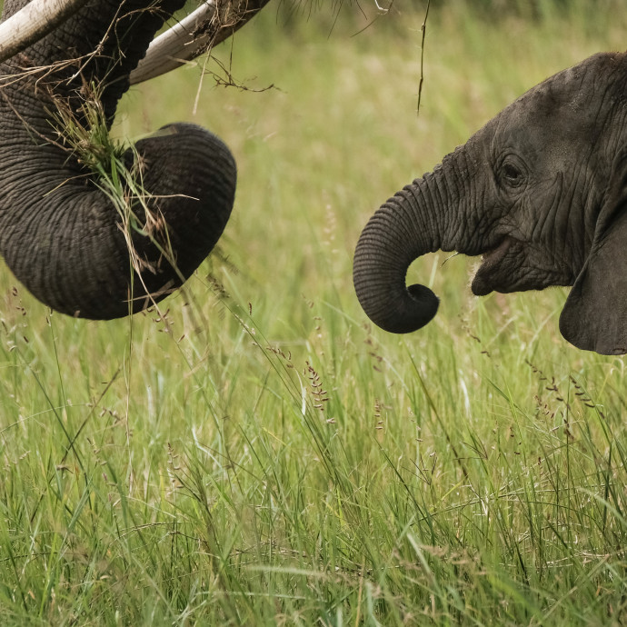 Az igazság a mindent megmagyarázó elefántábra mögött