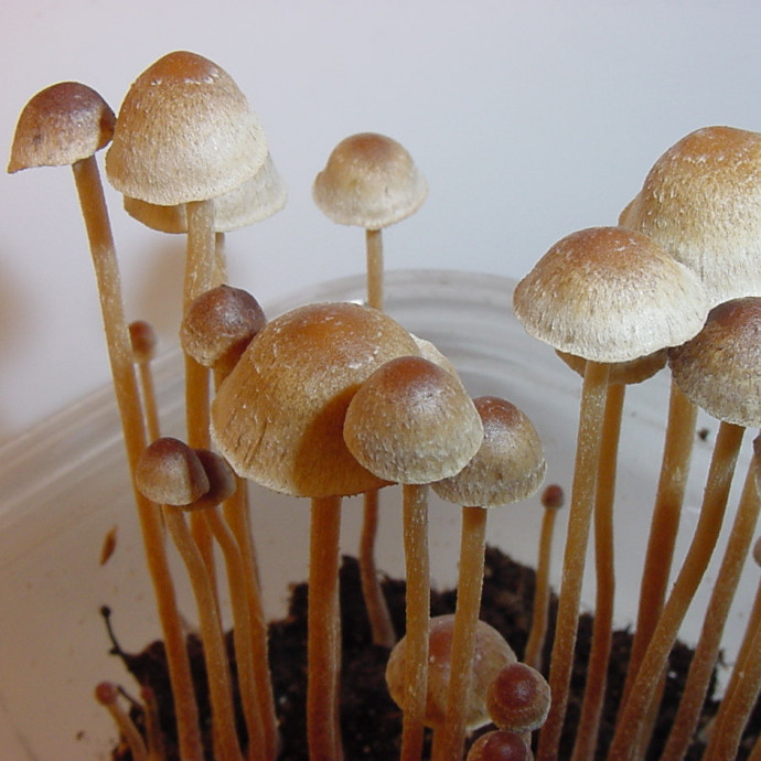 Denverben nem büntetik tovább a hallucinogén gombák használatát