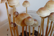 Denverben nem büntetik tovább a hallucinogén gombák használatát