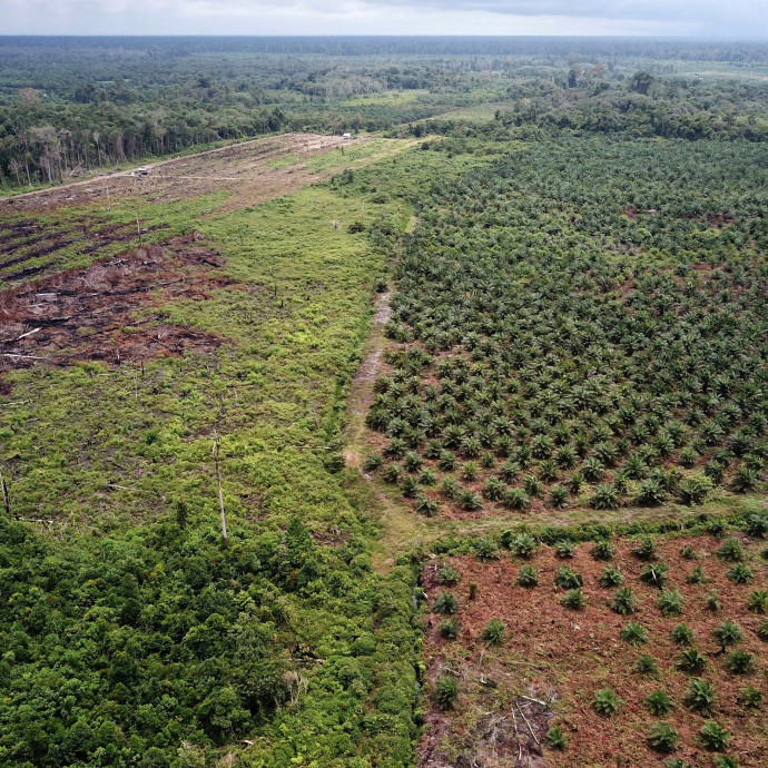 Nem a pálmaolaj behozatalával romboljuk leginkább a környezetet