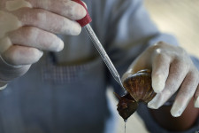 Olyan felkapott lett, hogy az aranynál is többet ér a csiganyál