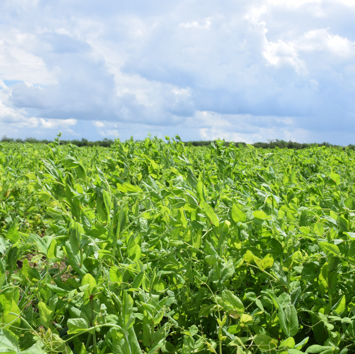 Egy magyar táj, ahol kihasználják a szélsőséges időjárást