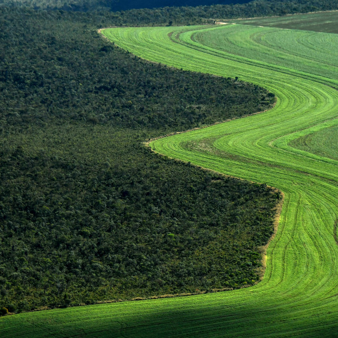 Az EU eltökélte, hogy megakadályozza a világ erdőinek irtását