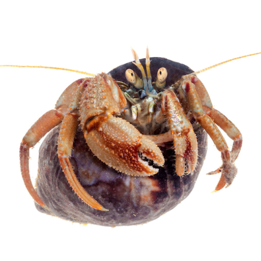 Rafináltan lépett tőzsdére egy magyar informatikai cég