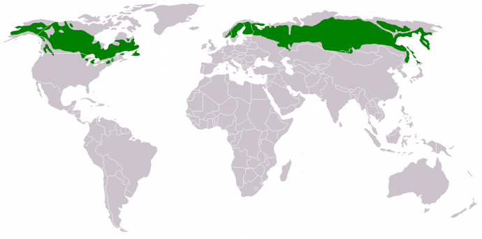 A tajga övezet elhelyezkedése. Fotó: Wikipedia