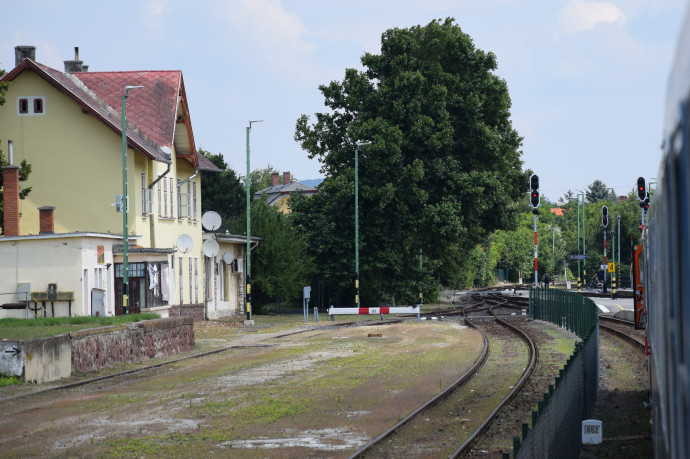 Ennek a balatonfüredi faóriásnak is rosszak a kilátásai. Fotó: G7
