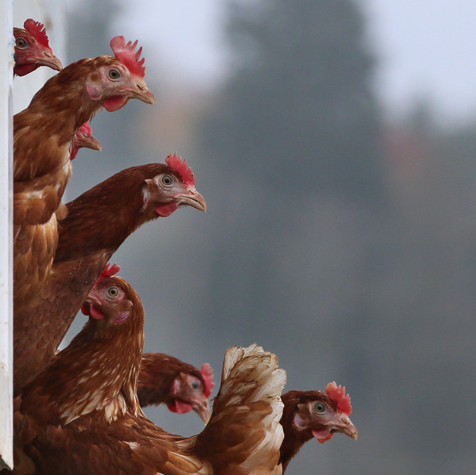 A boldogan tartott csirke húsát ennénk, de lehet, hogy nincs is olyan