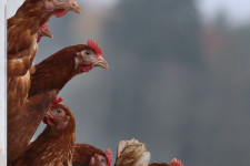 A boldogan tartott csirke húsát ennénk, de lehet, hogy nincs is olyan