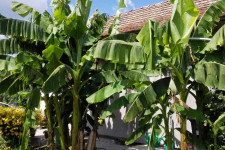 Ellepték a banánnövények Magyarország déli csücskét