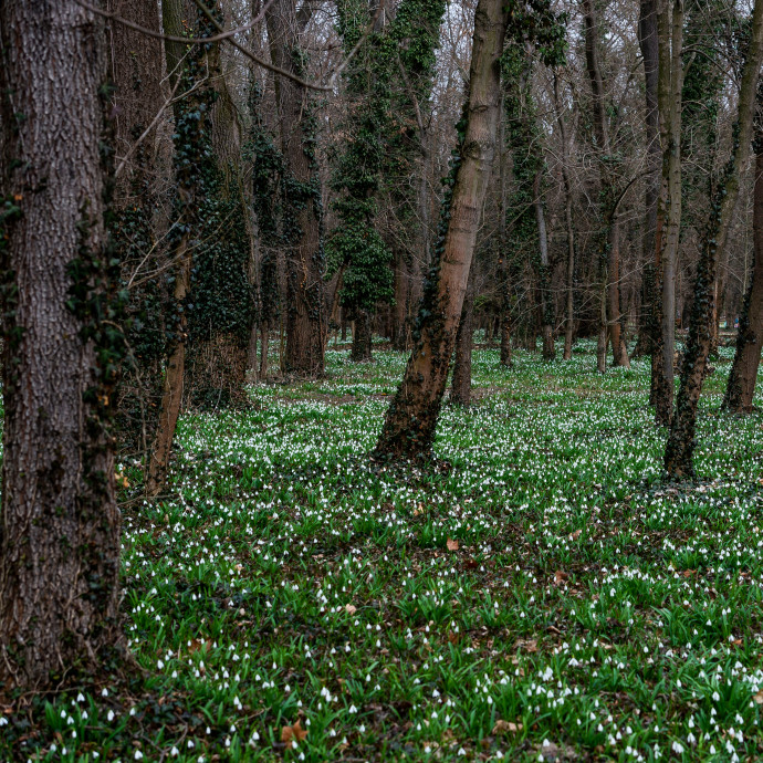 Kevés fát ültetünk, öregszenek a magyar erdők