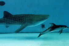 Ki nyeri a nagybankok és a techóriások csatáját?