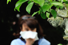 A felmelegedés nemcsak meghosszabbítja, de fokozza is a pollenallergiások szenvedését