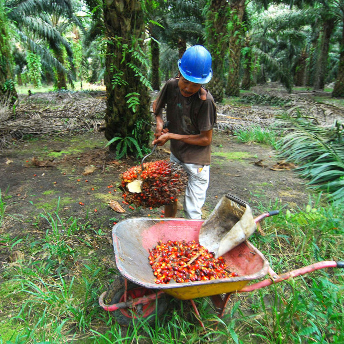 Betiltja a pálmaolajmentes termékeket Indonézia