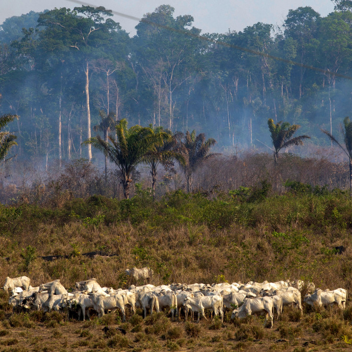 Az „erdő spontán halála” követheti a tüzeket az Amazonasnál
