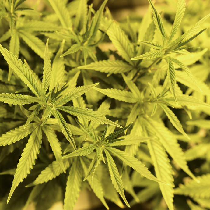 Cement helyett kannabiszt használnak, hogy környezetbarátabb legyen az útépítés