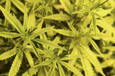 Cement helyett kannabiszt használnak, hogy környezetbarátabb legyen az útépítés