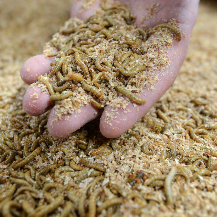 Rovarfehérje-jövő: milliárdokat fektetnek egy katonalégylárvákat tenyésztő cégbe