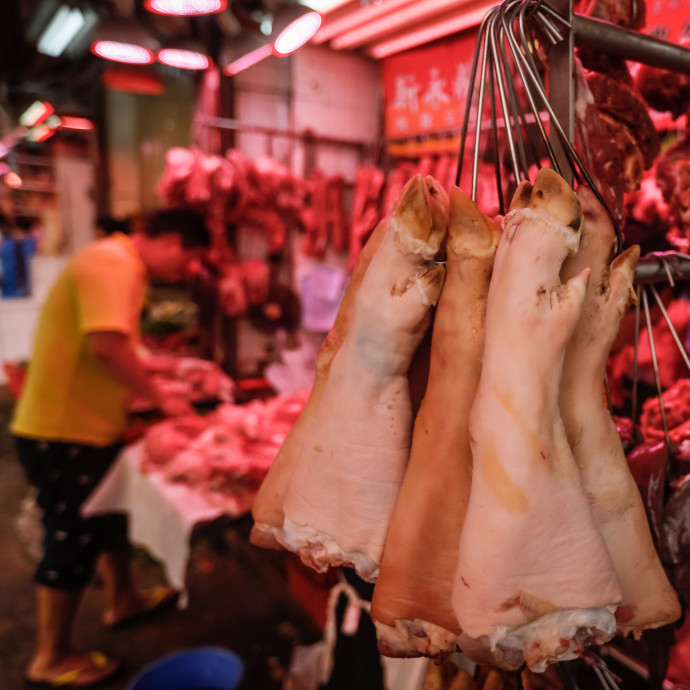 Jegesmedve nagyságú disznókat tenyésztenek Kínában