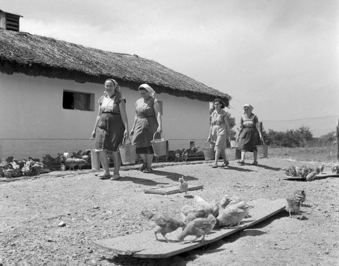 Csapod, 1961. Parasztasszony etetik a csirkéket a Béke termelõszövetkezet baromfiudvarán. MTI Fotó: Kölcsényi Zoltán