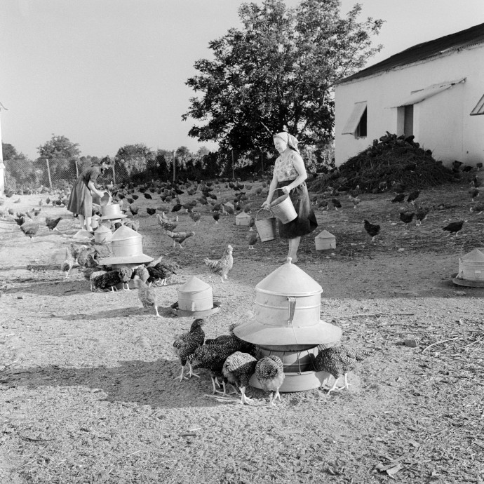 Holnaptól 80 forintos tojásokat tojnak boldogabb tyúkok, megveszed?