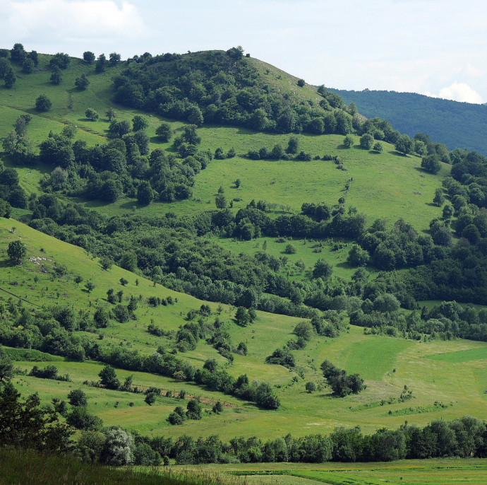 Erdészgyilkosságok mutatnak rá a féktelen erdőirtásokra Romániában