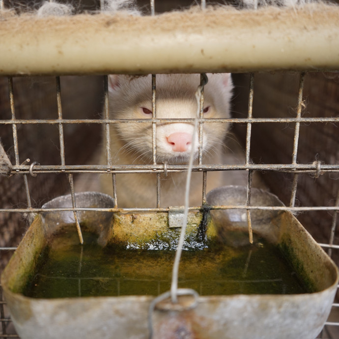 Betiltják a prémes állatok tenyésztését Szlovákiában