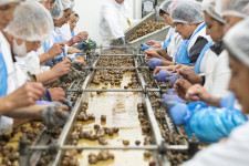 Féláron eladó a milliárdos állami támogatás után bedőlt kisvárdai csigafeldolgozó